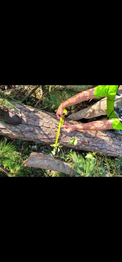 Certified arborist services