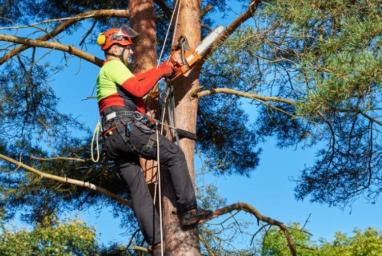 Enhancing Tree Health: Expert Recommendations for Pruning