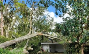 Guidelines for Salvaging Storm-Damaged Trees: Prioritizing Safety and Value