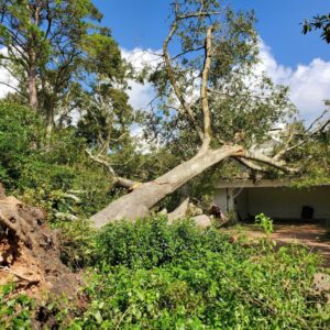 Storm-Damaged Trees: To Salvage or Remove?