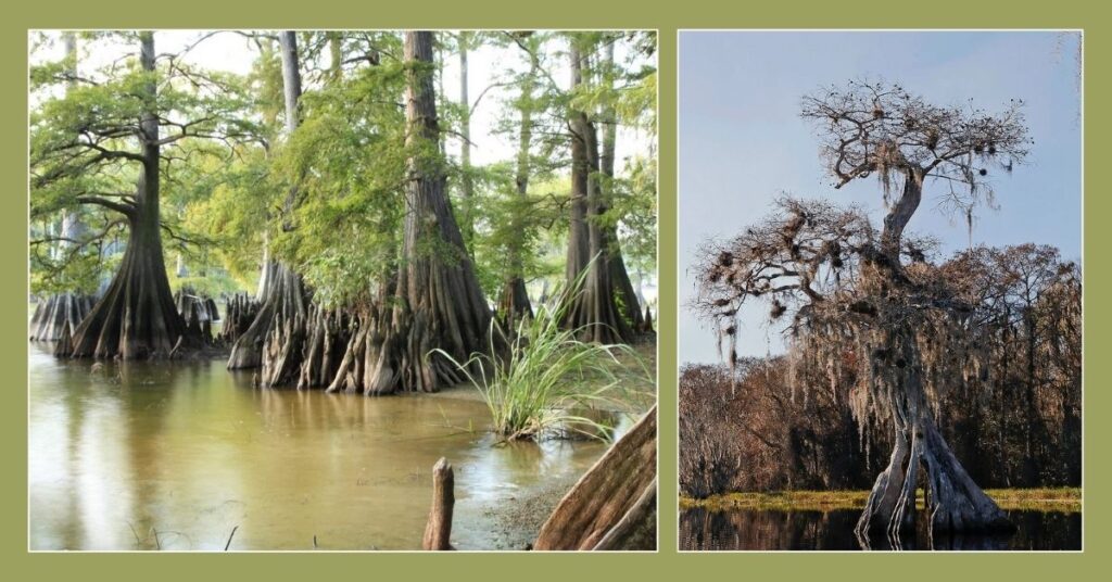 Bald Cypress A Guide to Care and Growth