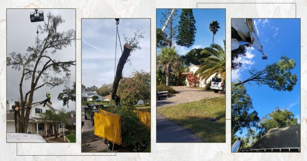 Tips For Tampa Homeowners On The Risks Of Cutting Down Trees