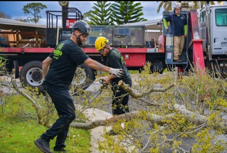 Complete Guide to Land Clearing