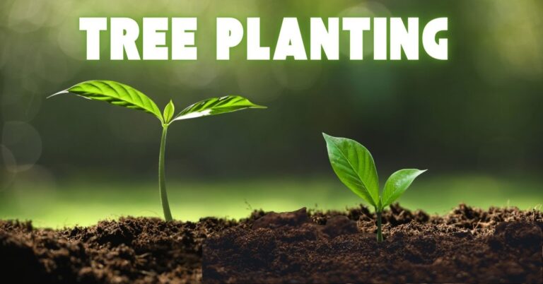 Tree Planting & Installation Services in Florida