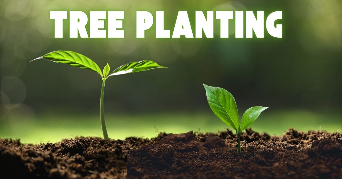 Tree Planting & Installation Services in Florida