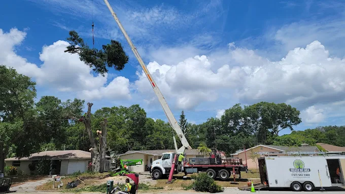 Hurricane Tree Restoration Services Recovering Safely After the Storm