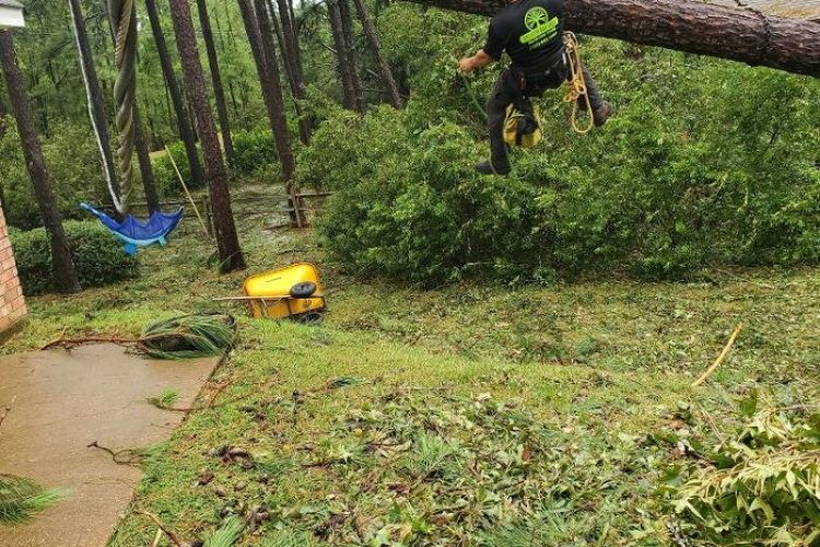 Tree-cutting permits and rules in FL