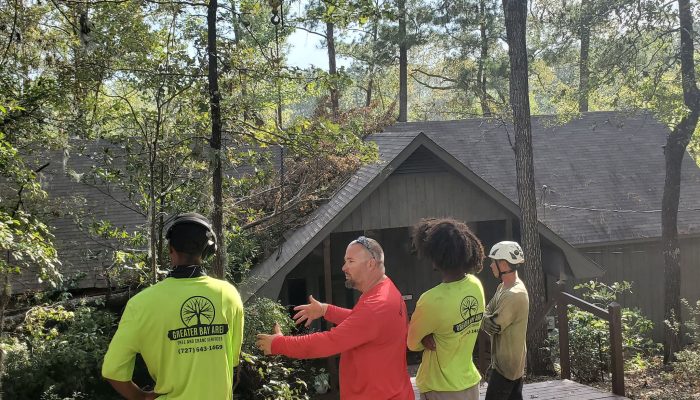 professional tree risk assessment
